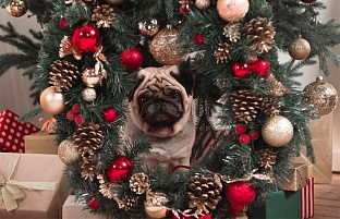 Advent: Vše, co byste o něm měli vědět